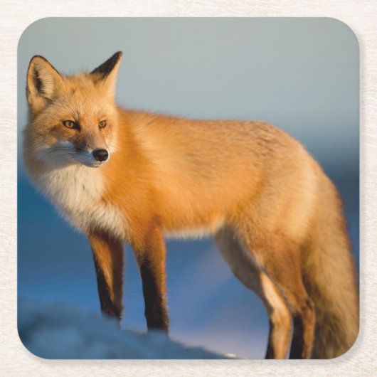 Bruin Fox Vierkante Kartonnen Onderzetter (Voorkant)