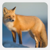 Bruin Fox Vierkante Sticker (Voorkant)
