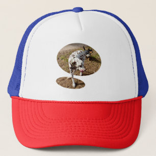Bruin gepotte Dalmatiaan, Trucker Pet