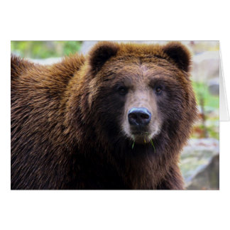 Bruin Grizzly Beer