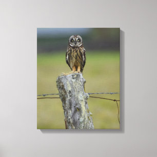 Bruin Hawaiian Owl zit op een hek post Canvas Afdruk