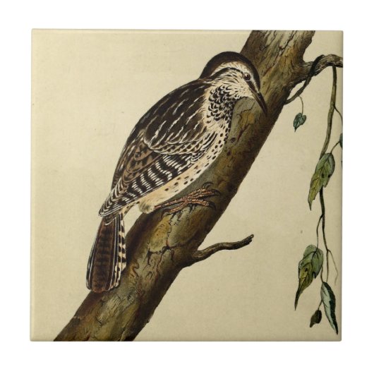 Bruin-hoornCreeper Tegeltje (Voorkant)