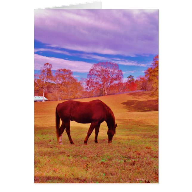 > Bruin in een droomkleurig veld (Voorkant)