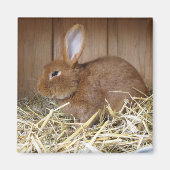 Bruin konijn in Hay Magneet (Voorkant)