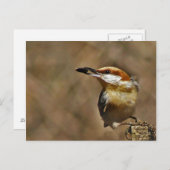 Bruin-kop Nuthatch Briefkaart (Voorkant / Achterkant)
