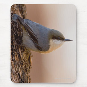 Bruin-kop Nuthatch Muismat