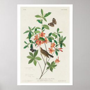 Bruin kopje Warmer die warbler eet van Audubon Pos Poster