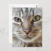 Bruin langharige tablet briefkaart (Voorkant / Achterkant)