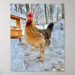 Bruin Leghorn Chicken Poster