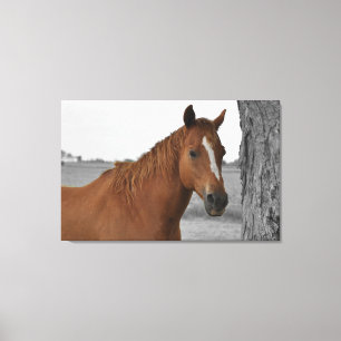 Bruin Paard, B&W Achtergrond Canvas Afdruk
