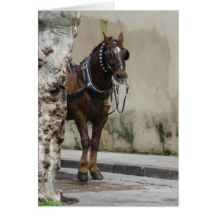 Bruin paard, blanco in Wenskaart