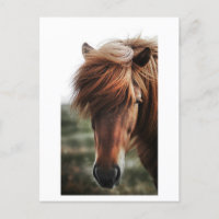 Bruin Paard Close-up Foto