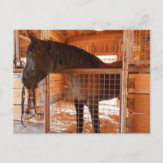 Bruin paard in Barn bij Epoch Estates Winery Briefkaart