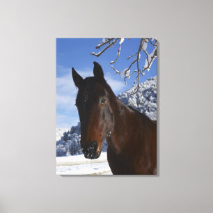 Bruin paard in de winter canvas afdruk