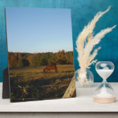 Bruin paard in de zon fotoplaat (Zijkant)