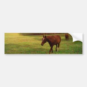 Bruin paard in een regenboogkleurig veld bumpersticker