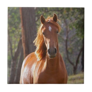 Bruin paard in het zonlicht tegeltje