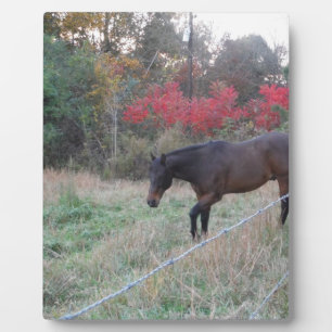 Bruin paard in rode herfstbomen fotoplaat