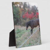 Bruin paard in rode herfstbomen fotoplaat (Zijkant)