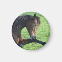 bruin paard lekt in gras
