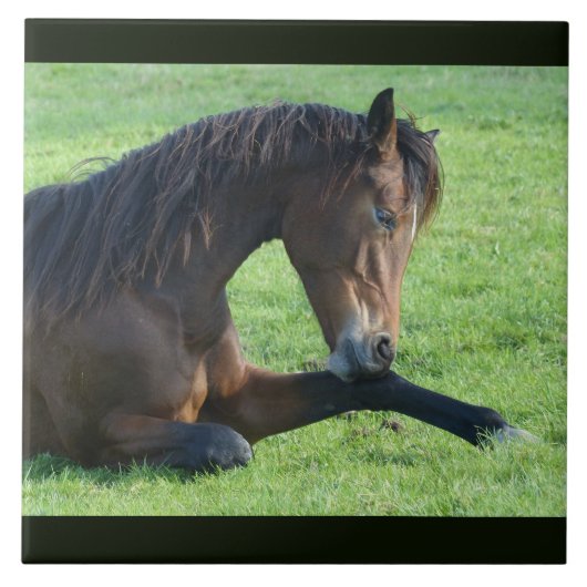  bruin paard lekt in gras tegeltje (Voorkant)