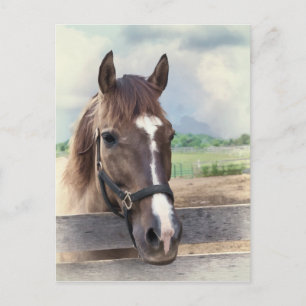 Bruin paard met brigade Briefkaart