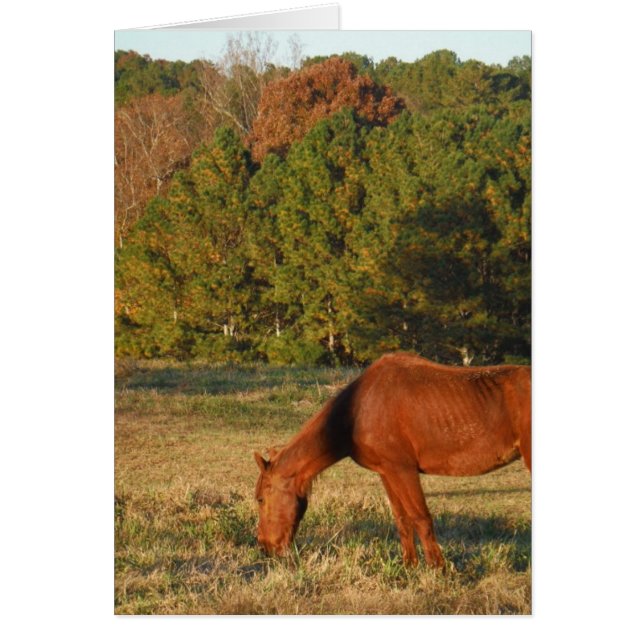 Bruin paard met pijnbomen (Voorkant)