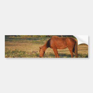 Bruin paard met pijnbomen bumpersticker