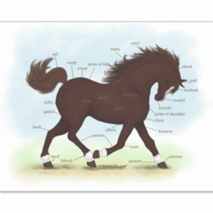 Bruin paard met sokken en blaze anatomigram sticker