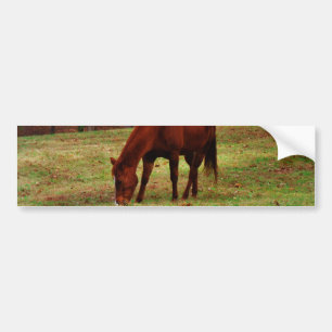 Bruin paard met witte neus aan Bossen rand Bumpersticker