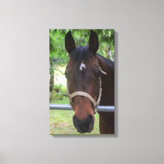 Bruin Paard Verpakt Canvas