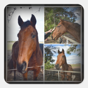 Bruin Paardenfotocollage, vierkante Sticker