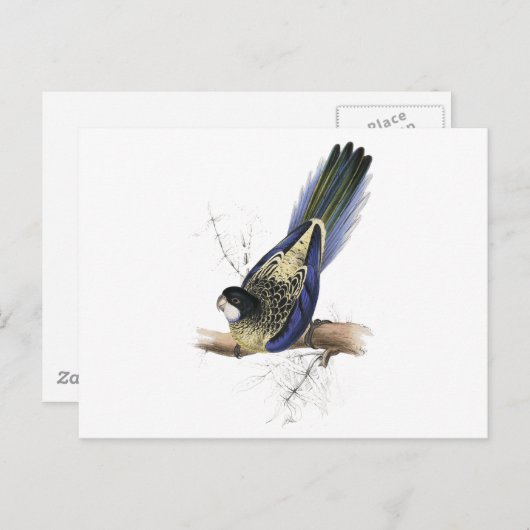 Bruin Parrakeet van Edward Lear Briefkaart (Voorkant / Achterkant)