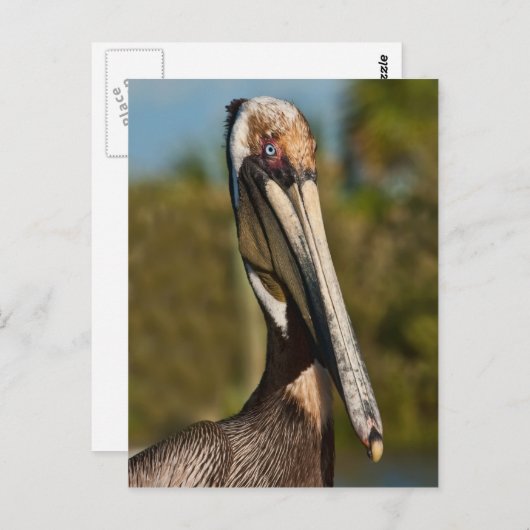 Bruin Pelicaans Briefkaart (Voorkant / Achterkant)