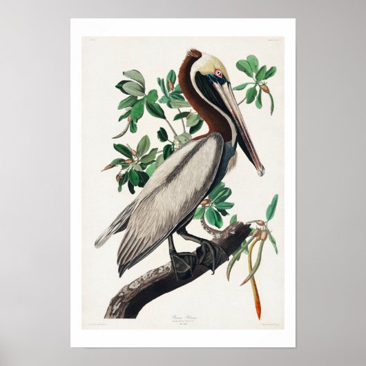 Bruin Pelican door Poster van Audubon (Voorkant)