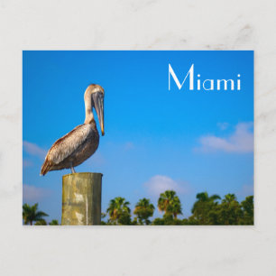 Bruin Pelican in Miami - Briefkaart