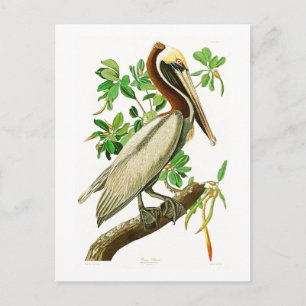 Bruin Pelican John James Audubon Birds of America Briefkaart