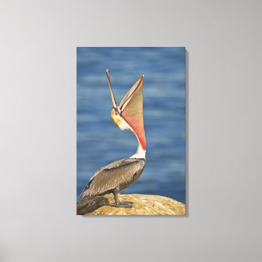 Bruin Pelican met open mond Canvas Afdruk (Voorkant)