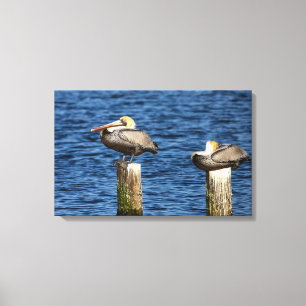 Bruin Pelican Pair die op posts Canvas drukt Afdruk