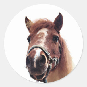 Bruin Pony Ronde Sticker