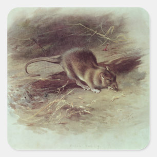 Bruin Rat 1918 Vierkante Sticker