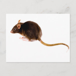 Bruin Rat Briefkaart
