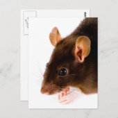 Bruin Rat Briefkaart (Voorkant / Achterkant)