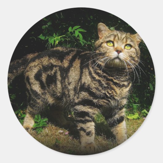 Bruin tabby - Britse Shorthair kat sticker (Voorkant)