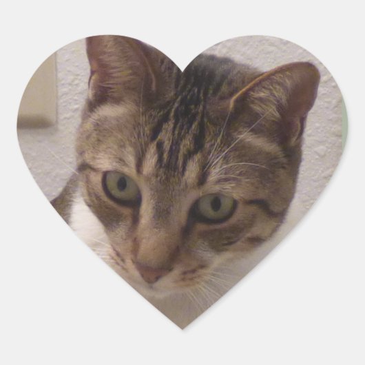 Bruin Tabby Hart Stickers (Voorkant)