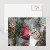Bruin tabby met witte kerst feestdagenkaart (Voorkant / Achterkant)