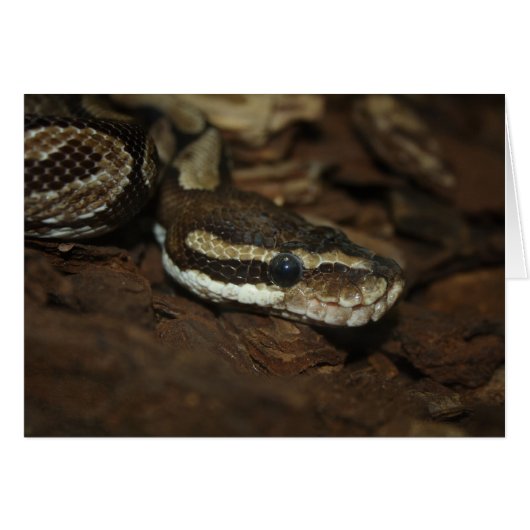 Bruin tapijt Python (Voorkant Horizontaal)