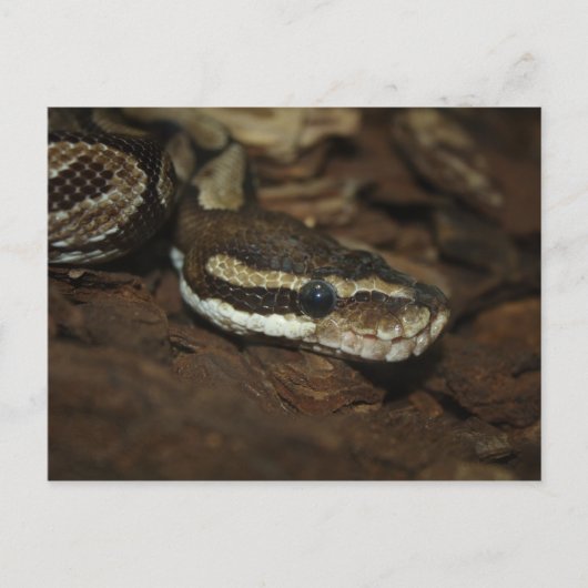 Bruin tapijt Python Briefkaart (Voorkant)