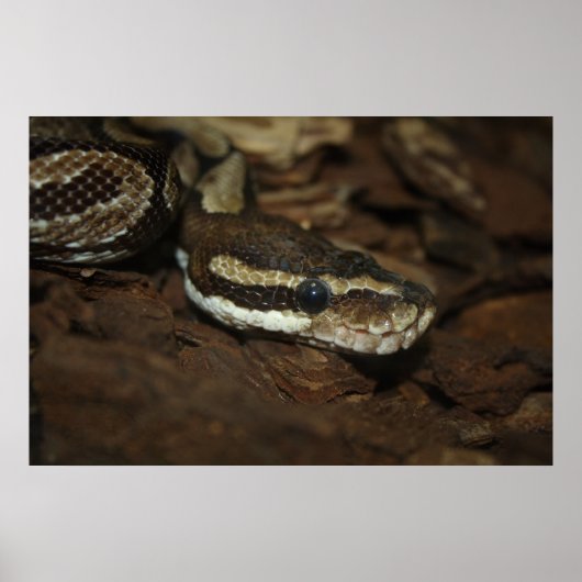 Bruin tapijt Python Poster (Voorkant)