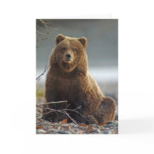 Bruin van Alaska draagt in Kenai NWR, Alaska